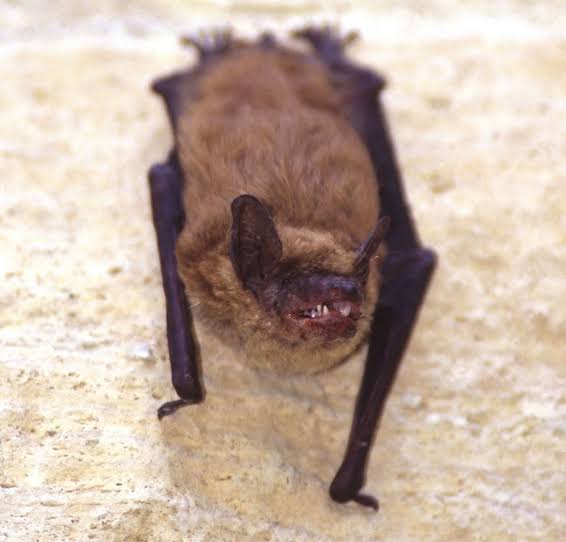 Rabid bat found in Snohomish County