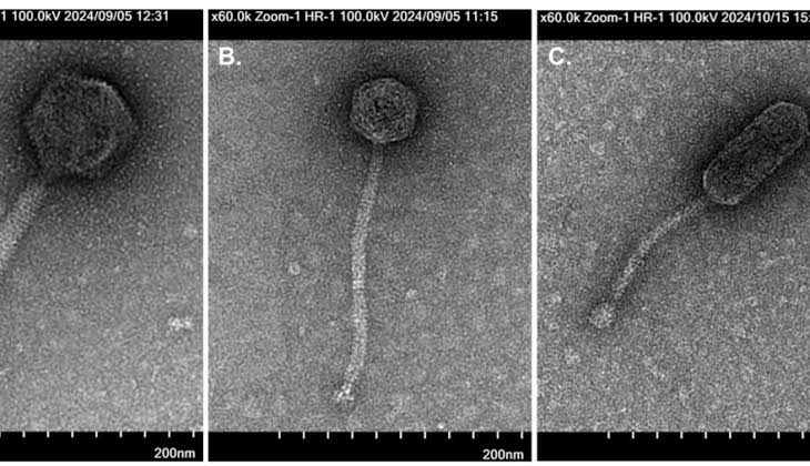 U.S. Navy microbiologist discovers 14 new viruses and gives them Texas names