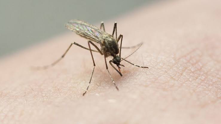 What to know about the rare mosquito-borne virus found in the Upstate