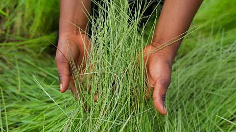 Are ancient grains better for you? The surprising truth about quinoa and spelt
