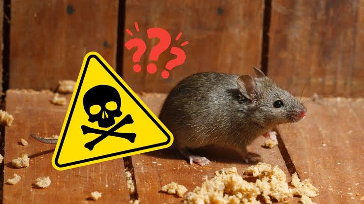 Pesky mice in your home? They may be immune to pesticides, N.J. study finds.