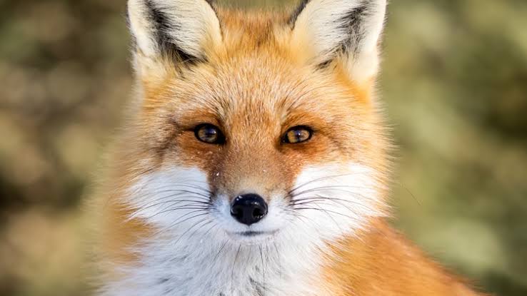 Rabid fox reported in Rockville