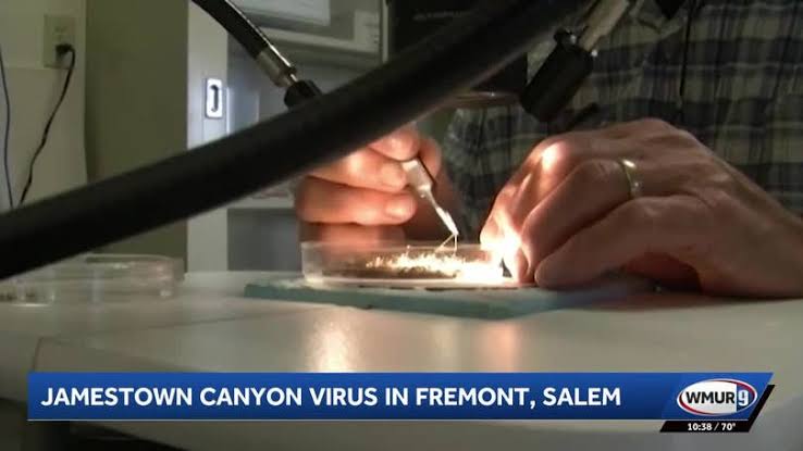 Jamestown Canyon virus found in mosquitoes in Salem, Fremont