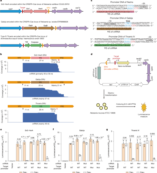 CRISPR–Cas regulates expression of embedded anti-phage defence systems