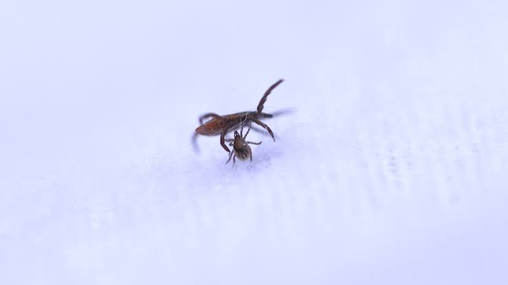 Rare bacteria species that causes Lyme disease has mysteriously appeared in one Upstate NY county
