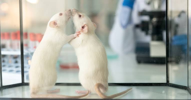 In a University of Chicago lab, a rat left free to roam learned to open a tube and release a trapped cagemate, and when researchers added chocolate as a rival temptation, the rat opened both at much the same speed, then ate less of the chocolate than it would