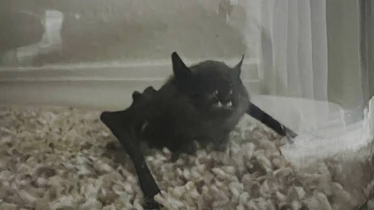Bat in Boulder County tests positive for rabies