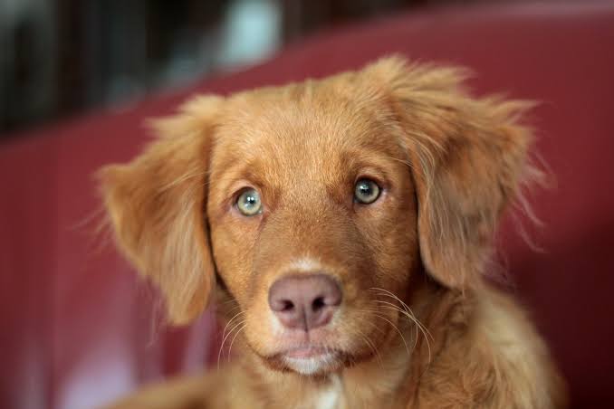 Discovery of Addison's disease gene in dogs could help humans as well