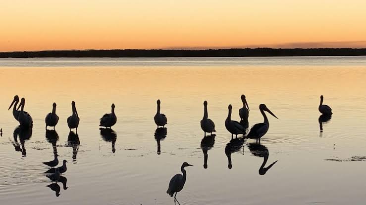 Bird flu in Qld: How the Darling Downs is at risk
