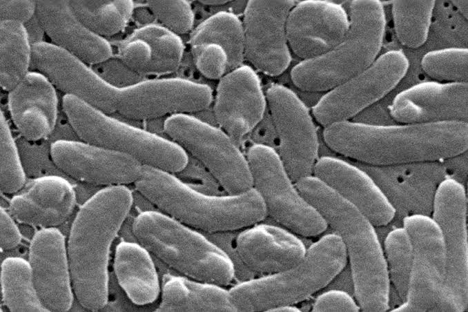 Palm Beach County records Florida’s first death in 2026 from bacteria found in shellfish, coastal waters