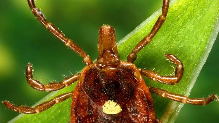 Tick-borne illnesses on the rise in West Virginia; health officials urge extra precautions