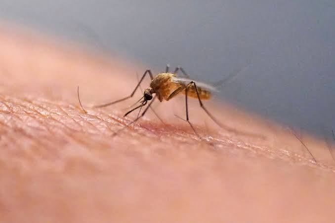 Rare mosquito-borne virus confirmed in the Upstate, officials say