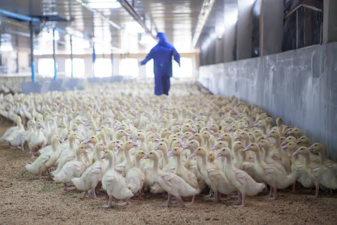 Quick takes: CDC delays report on COVID vaccines; human plague case in Arizona