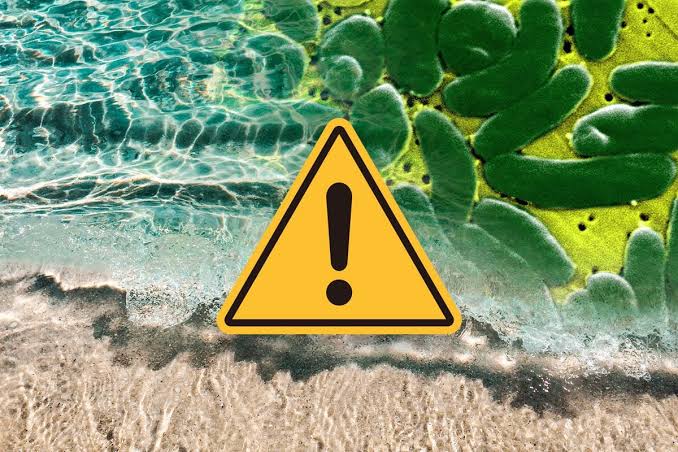 Flesh-Eating Bug Could Kill Your Beach Plans—Should You Worry?