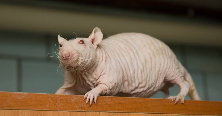 Naked mole-rats age so slowly, resist cancer so well and survive oxygen loss so strangely that researchers now study them as one of nature’s best clues to human ageing.