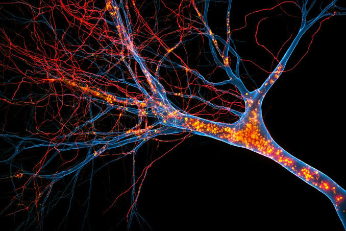 Long-Term Iron Accumulation Strips Neurons of Disease Resilience