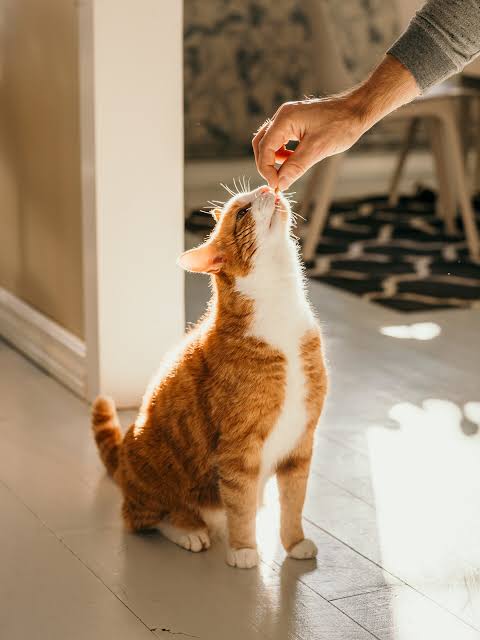 Guest Column | Ask a Vet: Can I catch a virus from my cat?