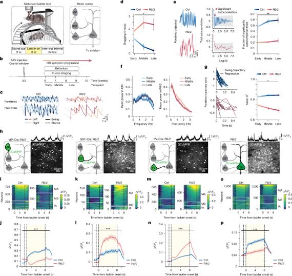 Restoring cortical disinhibition improves Huntington’s disease phenotypes