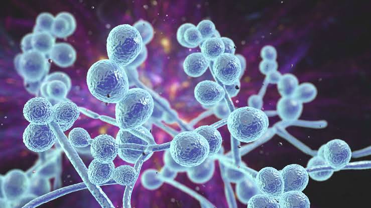 Drug-resistant ‘superbug’ on the rise in Texas