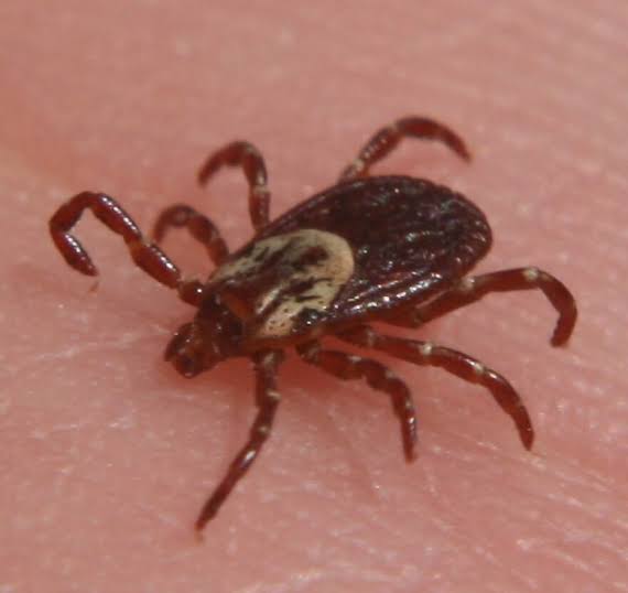 To Your Health: Ticks Are Responsible for More Than Just Lyme Disease