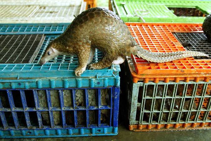 How bad for humans is wildlife trade? A new study has answers