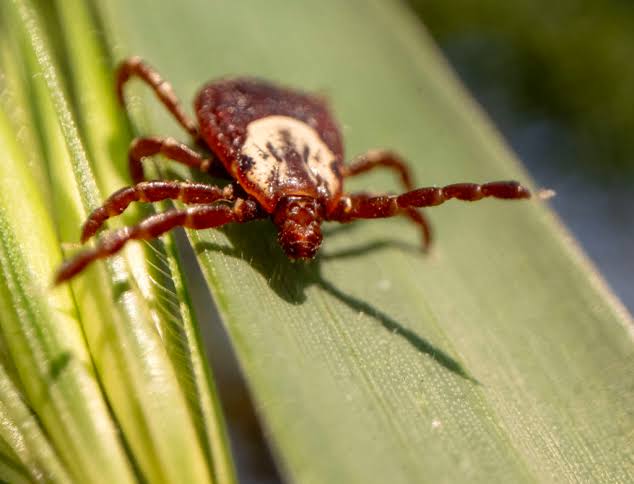 What to know as ticks spread to new regions and bring new threats