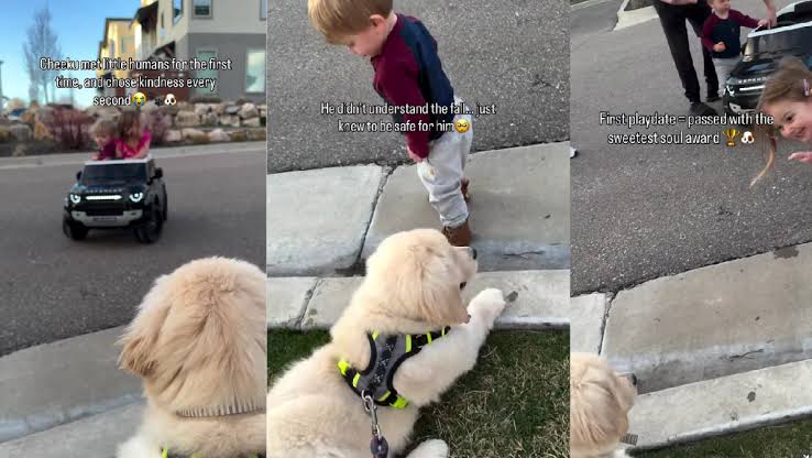Golden Retriever Puppy Is Scared of Little Boy but Comforts Him When He Falls