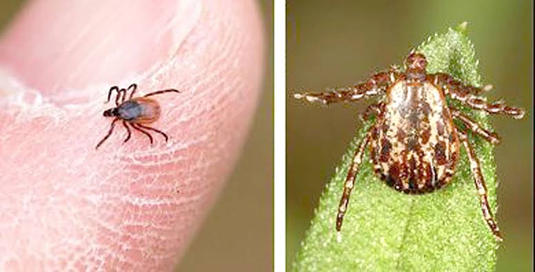 Rare tick disease poses a danger in north-central Minnesota