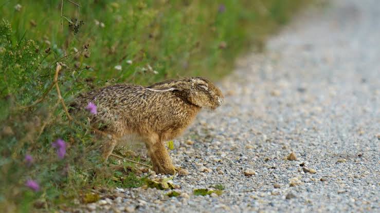 What to know about 'rabbit fever' amid 3 probable cases reported in New York