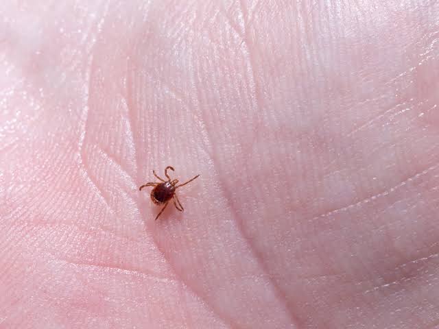 There’s a terrifying uptick in tick-borne illnesses. Hope may finally be on the horizon.