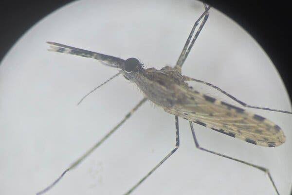 An Invasive Mosquito Is Spreading With Alarming Speed, Threatening Africa’s Cities