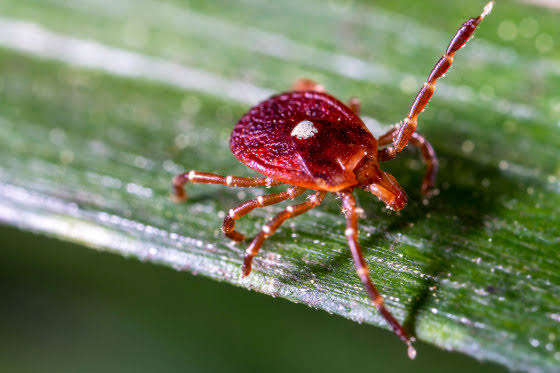 More people than thought may be at risk for red meat allergy caused by ticks