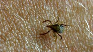 Tick prevention and protection