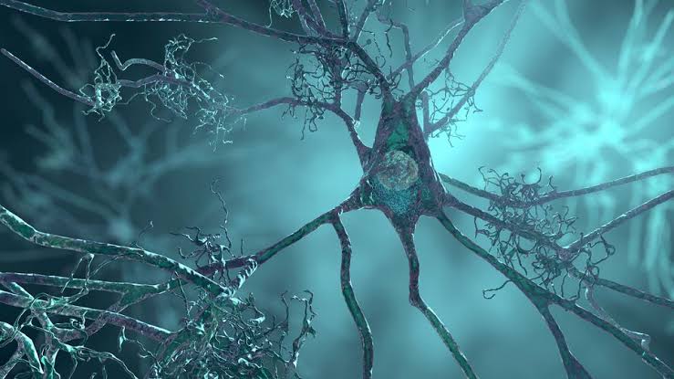 Alzheimer’s May Affect Flexibility Before Memory Loss Appears