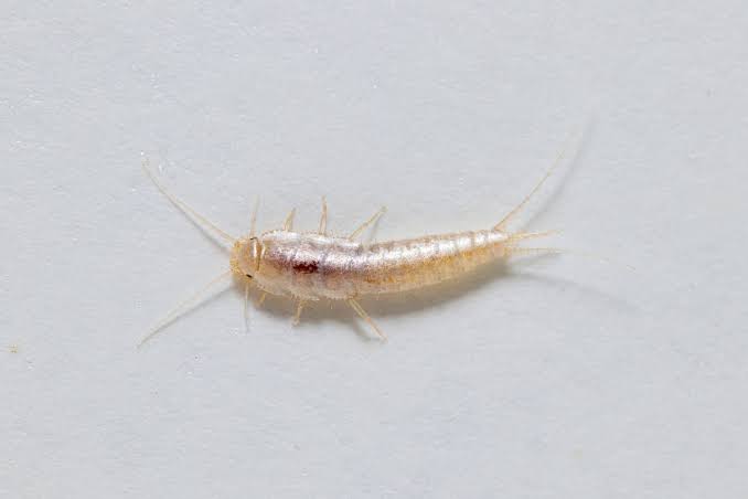 Here’s Why Experts Say Silverfish Keep Getting Into Your House, Plus How to Handle Them Like a Pro