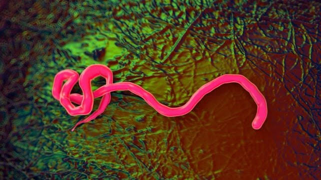 First Ebola Case Outside Africa in 2026 Outbreak Confirmed