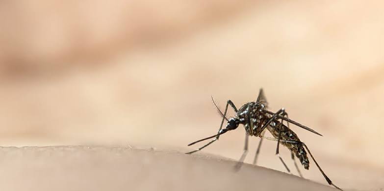 Rhode Island raises West Nile virus risk to high as more mosquitoes test positive