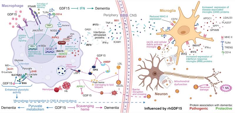 A blood protein can flag dementia risk decades before symptoms appear