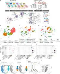 Cortical development dynamics across autism spectrum disorder mouse models
