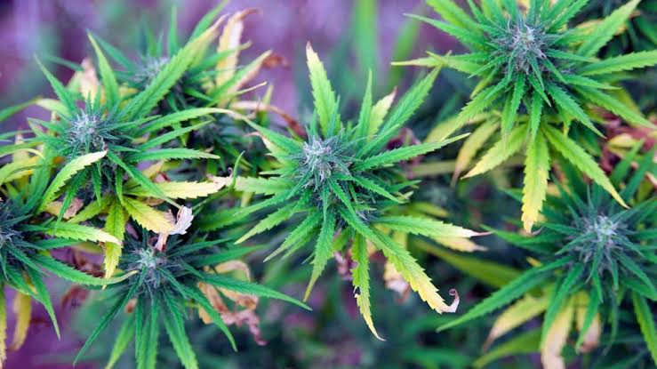 Regular Cannabis Users Start the Day With Higher Cortisol Levels
