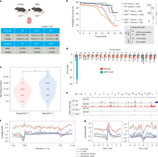 SIRT7 regulates dosage compensation and safeguards the female X chromosome