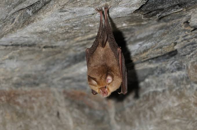 Bat with rabies lands on family’s table at a California restaurant