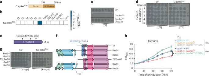 Bacterial cell division protein FtsZ complexes with a phage protein to activate bacterial immunity