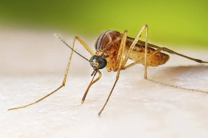 West Nile is spreading faster than it has in 20 years. Here’s how to keep yourself safe