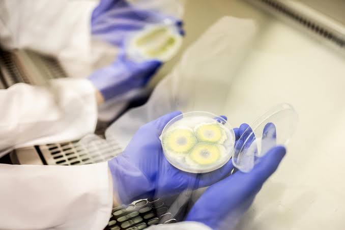 How a new fungal genome-editing tool could open fresh paths to cancer treatments