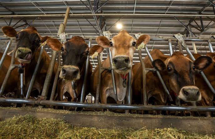 Stay away from raw milk, a Utah county urges after bird flu outbreak