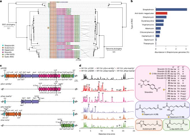 A Streptomyces megacluster encodes synergistic biotin-targeting antibiotics