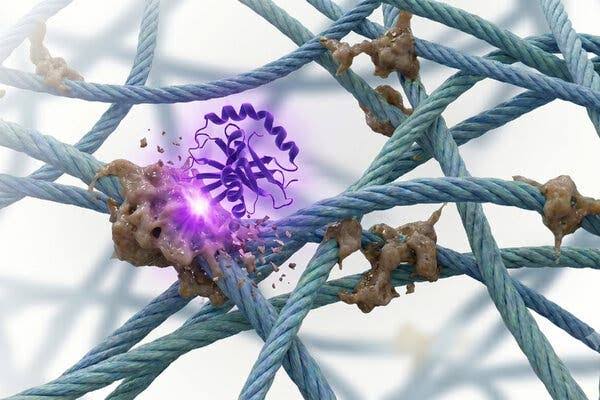 Can This New Enzyme Turn Back the Clock in Bodily Tissues?