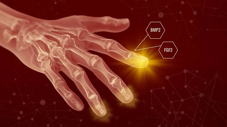 Humans may have hidden regenerative powers