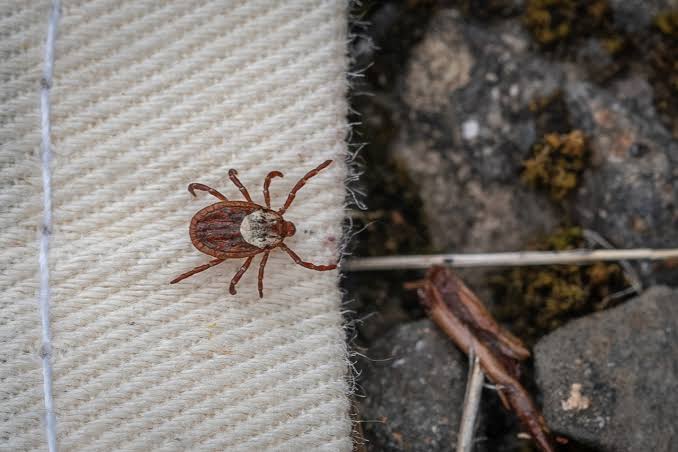 We went tick hunting with Multnomah County health workers. Here’s what we learned